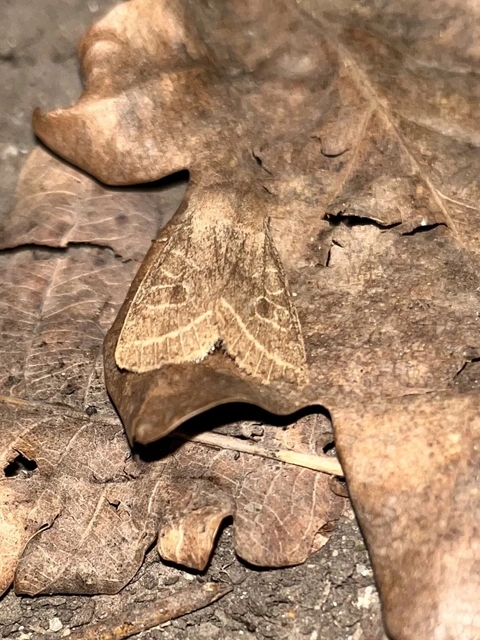 Orthosia cerasi - közepes barkabagoly