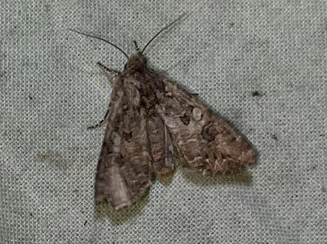 Hadula trifolii - lóherebagoly