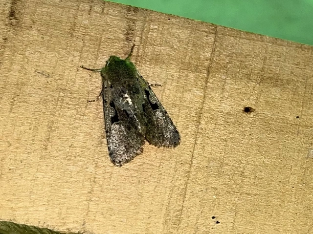 Orthosia gothica - feketefoltos barkabagoly