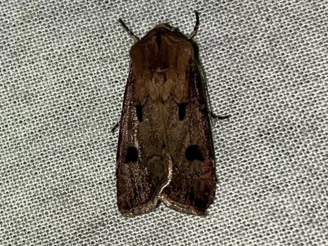 Agrotis exclamationis - felkiáltójeles földibagoly