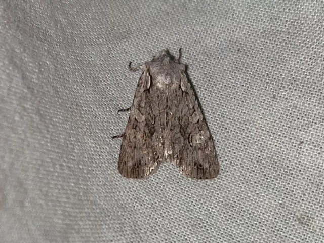Lithophane ornitopus - közönséges fabagoly