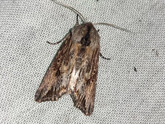 Egira conspicillaris - változékony szürkebagoly