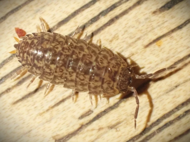Isopoda - Ászkarákok