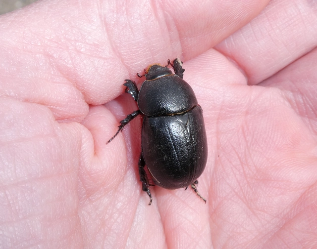 Pentodon idiota - butabogár