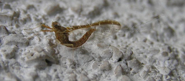 Cloeon dipterum - elevenszülő kérész