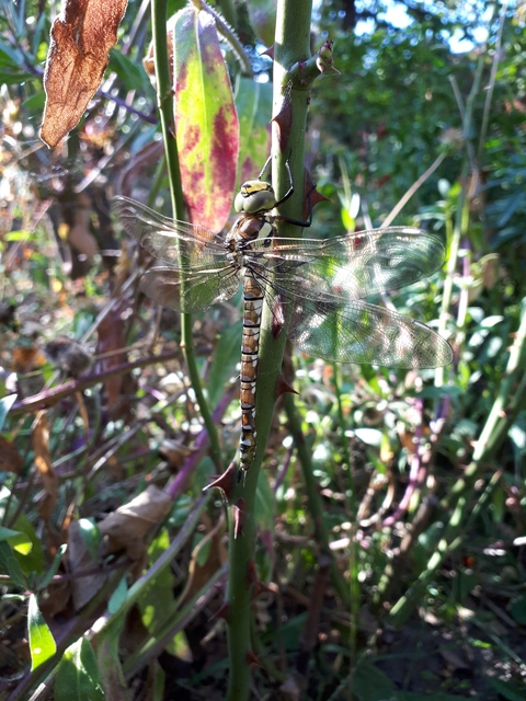 Aeshna cyanea - sebes karcsúacsa Aeshna cyanea - sebes karcsúacsa