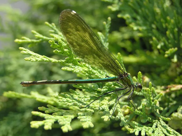 Calopteryx splendens - sávos szitakötő