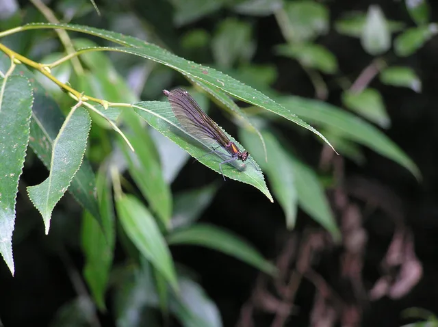Calopteryx virgo - kisasszony-szitakötő