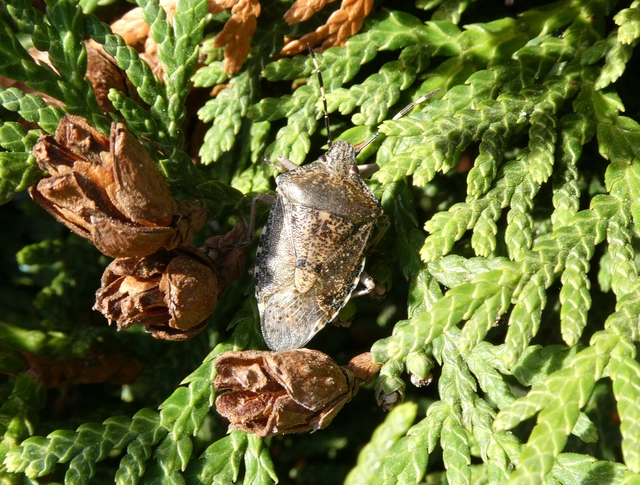 Rhaphigaster nebulosa - bencepoloska