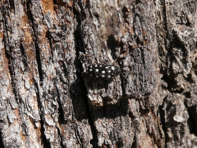 Lanorus punctatus - sokpettyes szűcsbogár