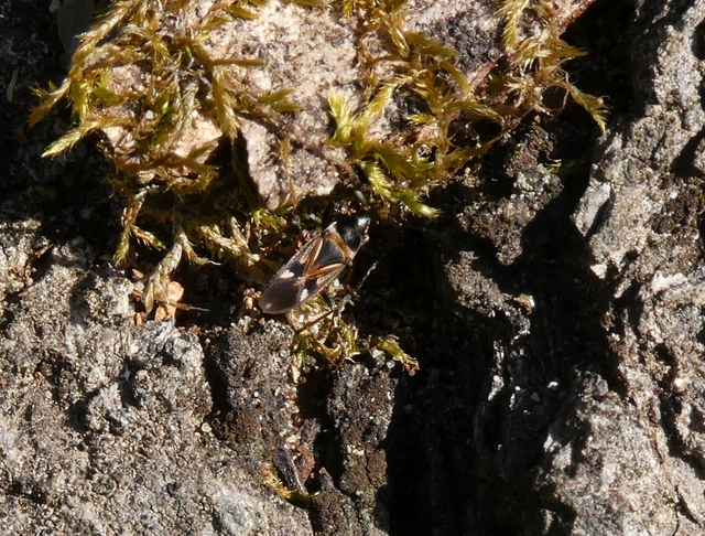 Raglius alboacuminatus - tarka díszesbodobács