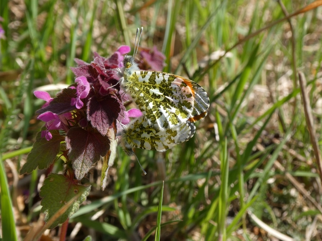 Anthocharis cardamines - hajnalpírlepke