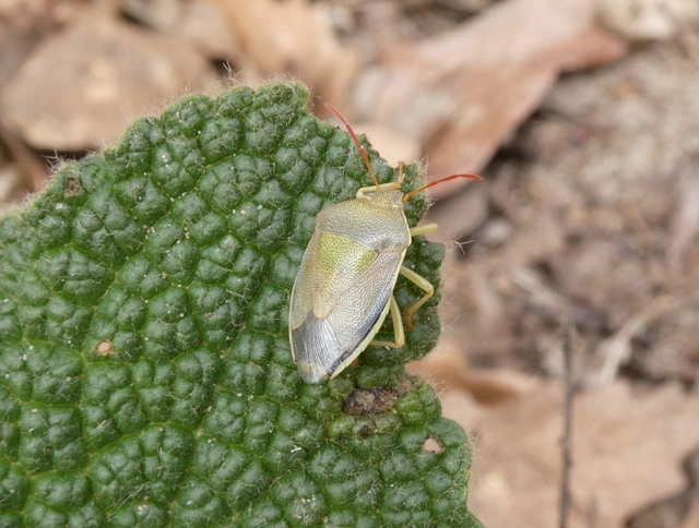 Piezodorus lituratus - bíboros címerespoloska Piezodorus lituratus - bíboros címerespoloska