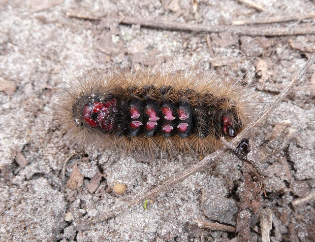 Arctia villica - fekete medvelepke