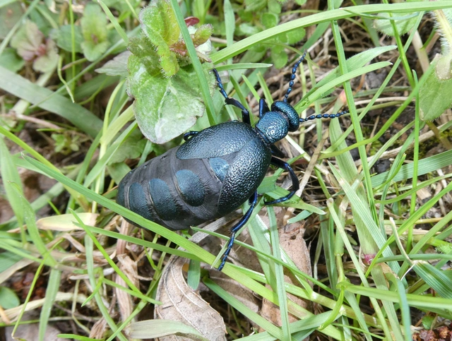 Meloe proscarabaeus - közönséges nünüke