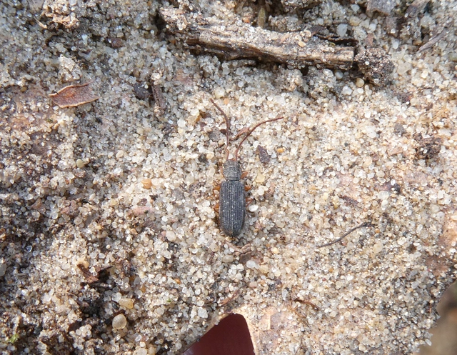 Uleiota planatus - hosszúcsápú fogasnyakú-lapbogár