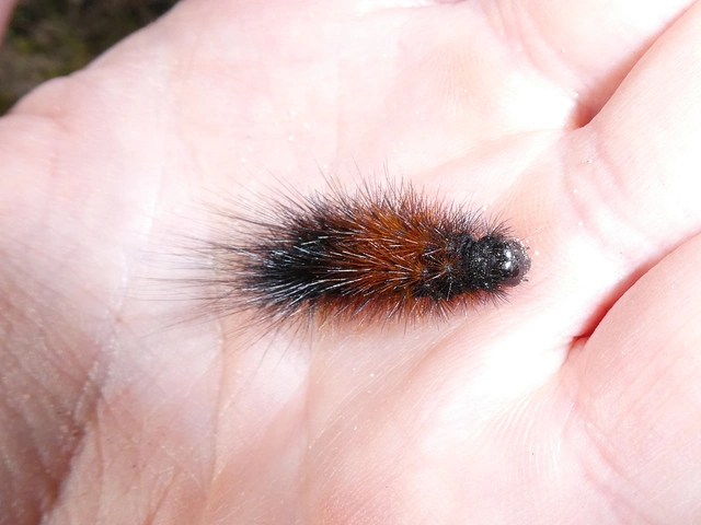 Hyphoraia aulica - barna medvelepke
