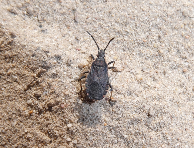 Nemocoris fallenii