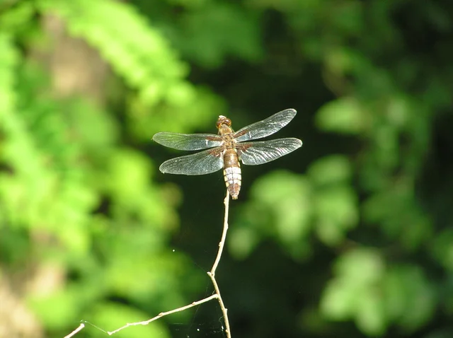 Libellula depressa - széles laposacsa