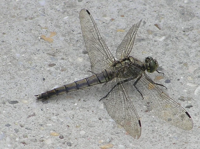 Orthetrum cancellatum - feketefarkú pásztorszitakötő