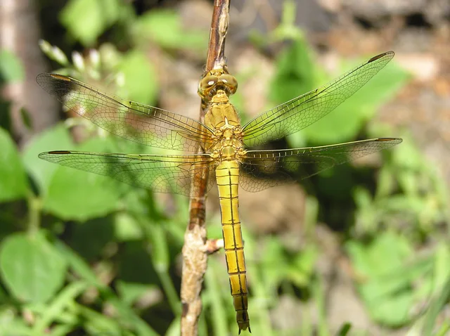Orthetrum coerulescens - karcsú pásztorszitakötő