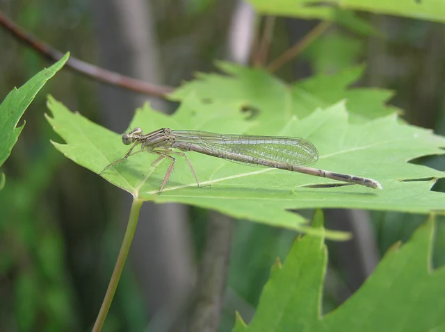 Platycnemis pennipes - széleslábú szitakötő