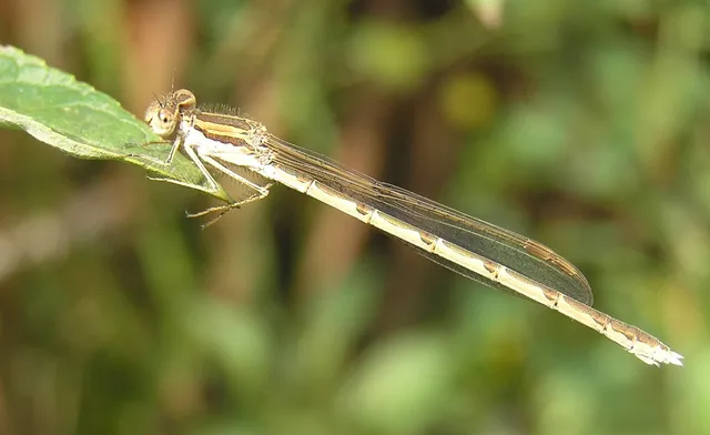 Sympecma fusca - téli rablószitakötő