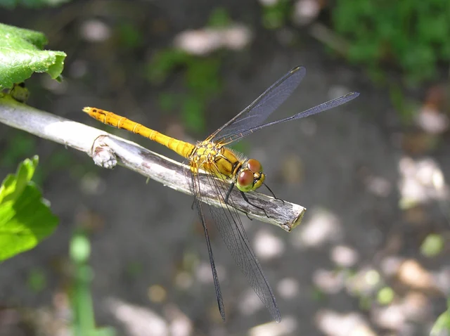Sympetrum sanguineum - vörös katona-szitakötő
