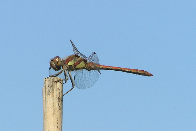 Sympetrum striolatum - harántsávos katona-szitakötő