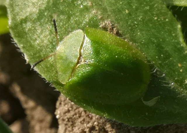 Cassida viridis - zöld pajzsbogár