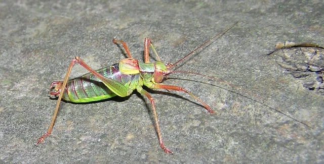 Barbitistes constrictus - északi málnaszöcske