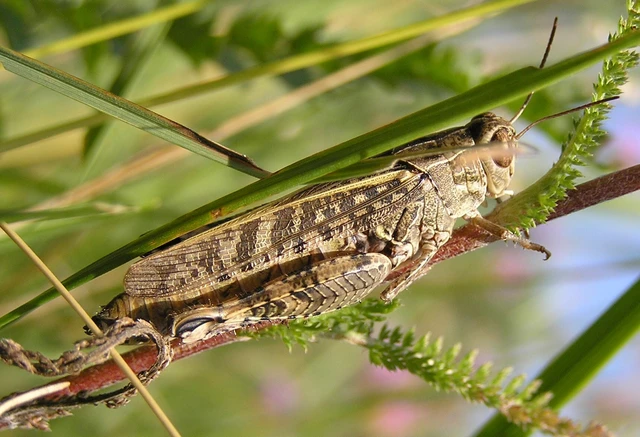 Calliptamus italicus - olaszsáska