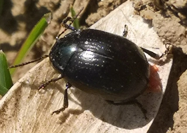 Chrysolina oricalcia - bronzos levélbogár