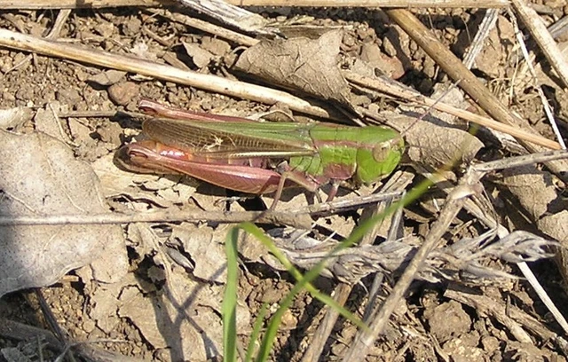 Stenobothrus lineatus - jajgató rétisáska