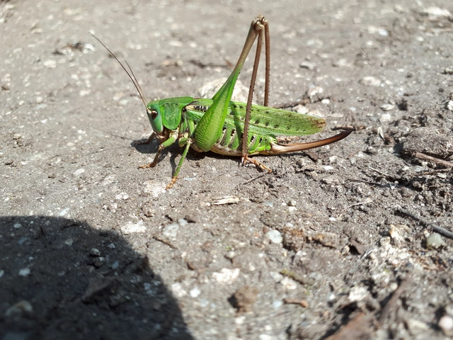 Decticus verrucivorus - szemölcsevő szöcske