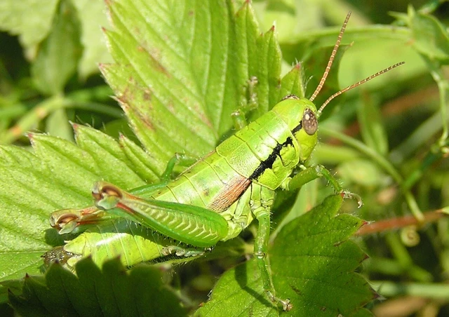 Pseudopodisma nagyi - Nagy-hegyisáska