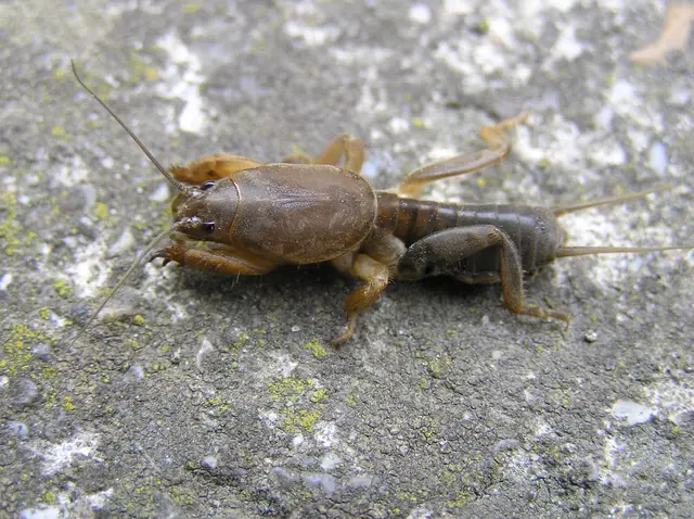 Gryllotalpa gryllotalpa - közönséges lótücsök