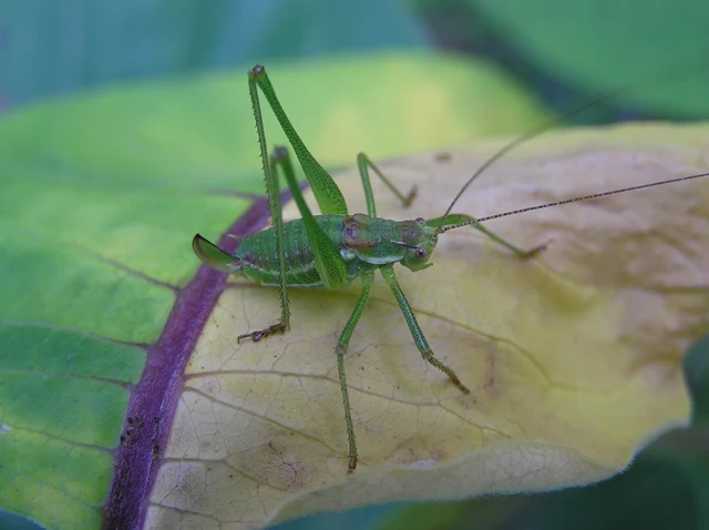 Leptophyes albovittata - közönséges virágszöcske