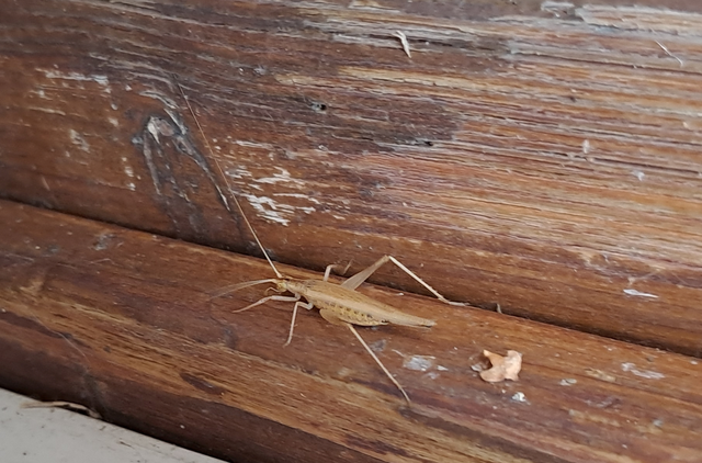 Oecanthus pellucens - pirregőtücsök