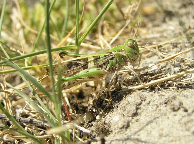 Oedaleus decorus - szalagos sáska Oedaleus decorus - szalagos sáska