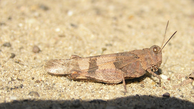 Oedipoda caerulescens - kékszárnyú sáska
