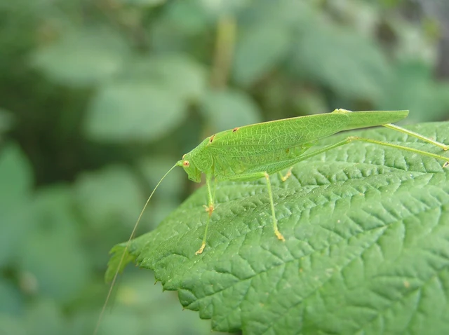 Phaneroptera