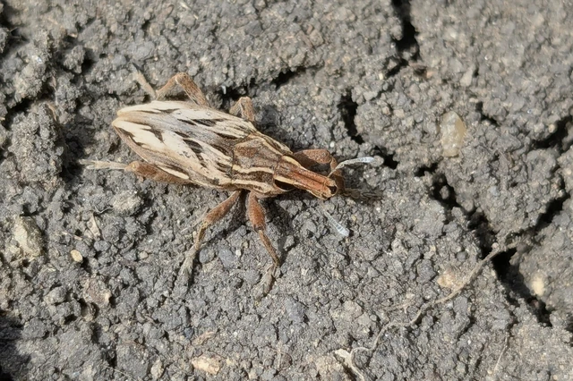 Coniocleonus nigrosuturatus - nyíljegyes barkó