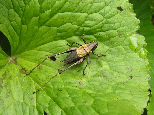 Pholidoptera aptera - nagy avarszöcske