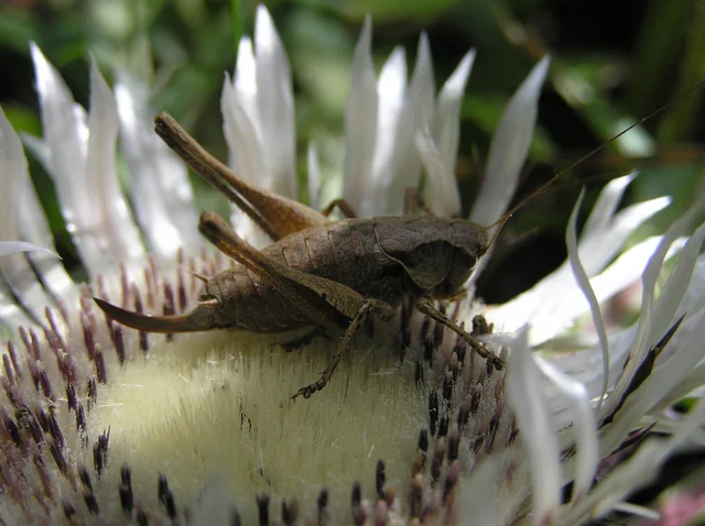 Pholidoptera griseoaptera - szürke avarszöcske Pholidoptera griseoaptera - szürke avarszöcske