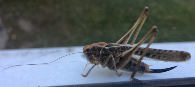 Platycleis affinis - púposhasú rétiszöcske
