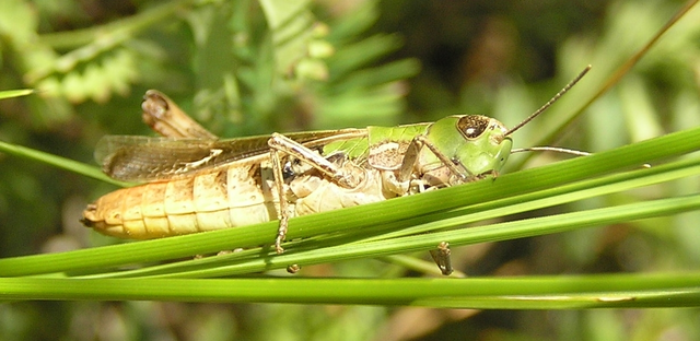 Stenobothrus lineatus - jajgató rétisáska