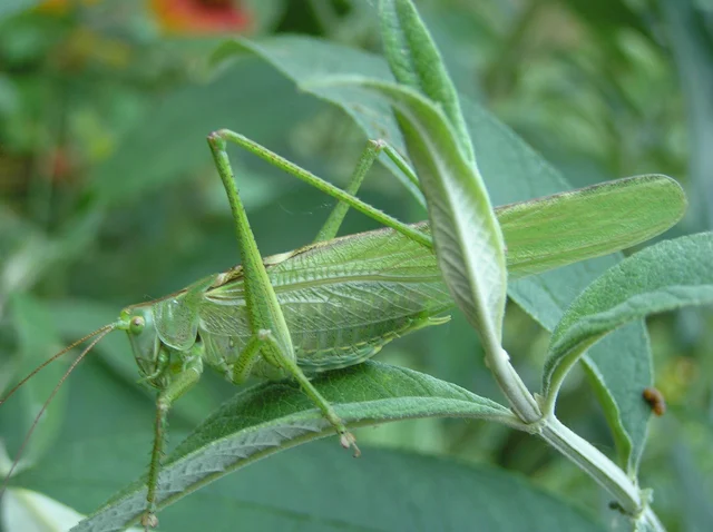 Tettigonia viridissima - zöld lombszöcske