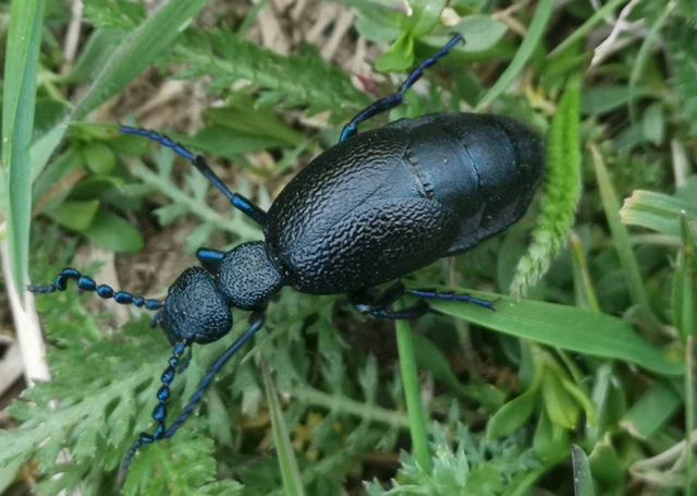 Meloe proscarabaeus - közönséges nünüke