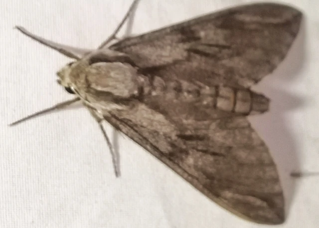 Hyloicus pinastri - fenyőszender